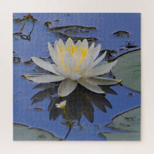 Stunning Water Lily
