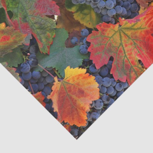 Stunning Wine Wineyard Tissuepapier (Detail)