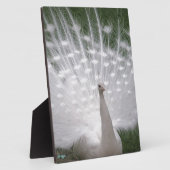 Stunning witte pauw (pauw) volledige pluimage fotoplaat (Zijkant)