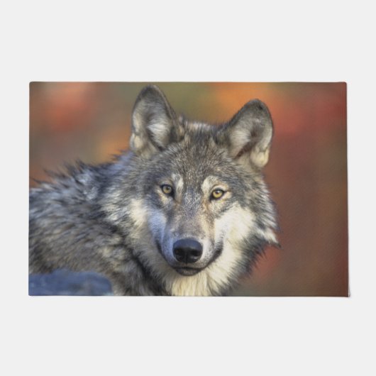 Stunning wolf portret deurmat (Voorkant)
