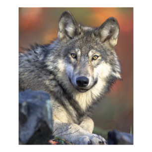 Stunning wolf portret foto afdruk