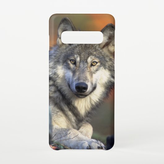 Stunning wolf portret samsung galaxy hoesje (Achterkant)