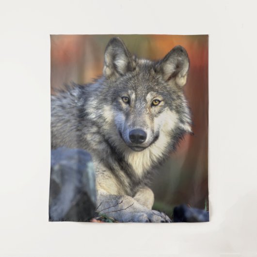 Stunning wolf portret wandkleed (Voorkant)