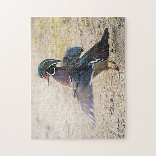 Stunning Wood Duck Flapping Legpuzzel (Verticaal)