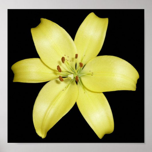 Stunning Yellow Lily Poster (Voorkant)