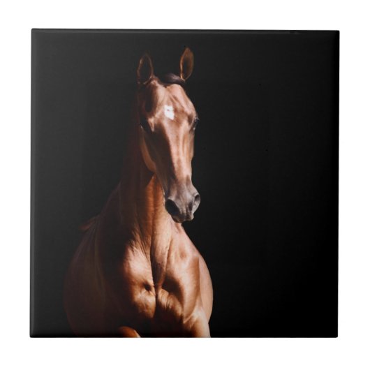 Stunning Young Stallion Tegeltje (Voorkant)