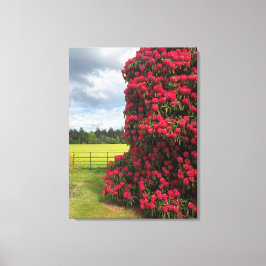 Stunninge Rododendron en Schitterend Uitzicht in S Canvas Afdruk