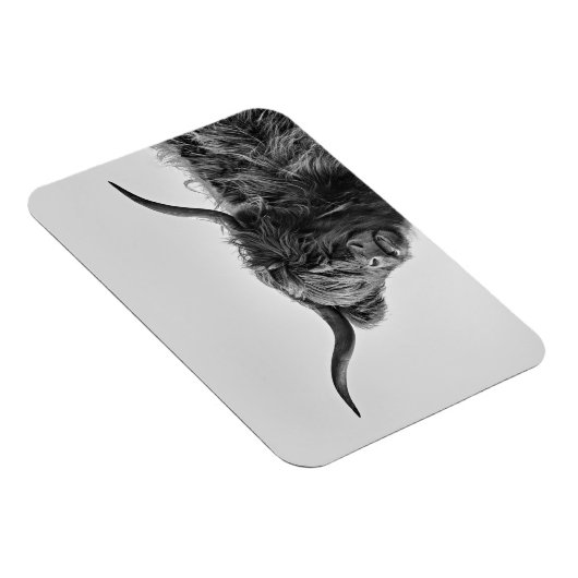 Sturdy highland koe in monochroom magneet (Rechterzijde)