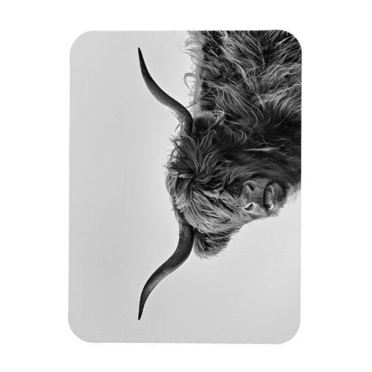 Sturdy highland koe in monochroom magneet (Verticaal)