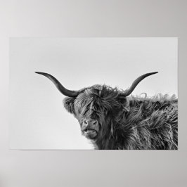 Sturdy highland koe in monochroom poster