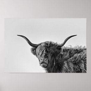Sturdy highland koe in monochroom poster
