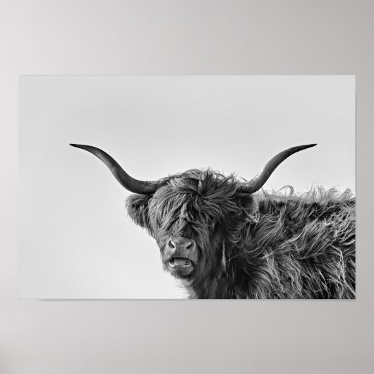 Sturdy highland koe in monochroom poster (Voorkant)