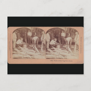 Sturgeon Briefkaart - StereoType Russia