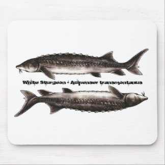 Sturgeon Muismat - White Sturgeon