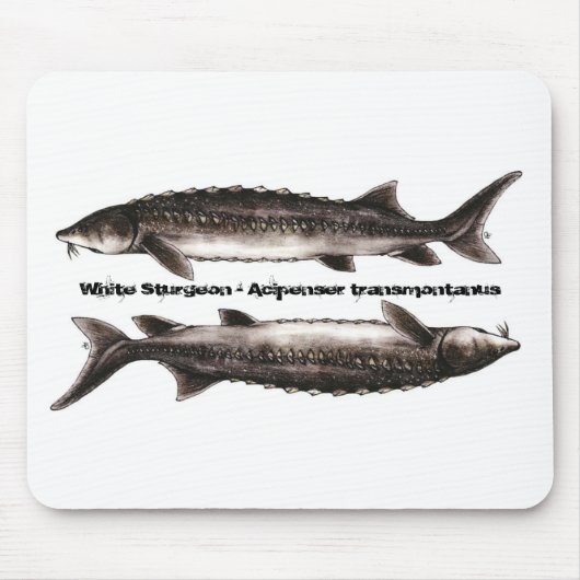 Sturgeon Muismat - White Sturgeon (Voorkant)