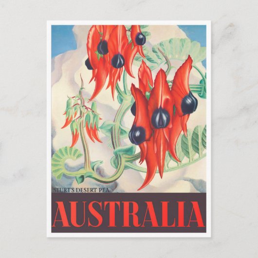 Sturt Desert Pea Australia vintage Briefkaart (Voorkant)