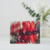 Sturt Desert Pea Briefkaart (Staand voorkant)