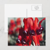 Sturt Desert Pea Briefkaart (Voorkant / Achterkant)