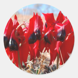 Sturt's Desert Pea Ronde Sticker
