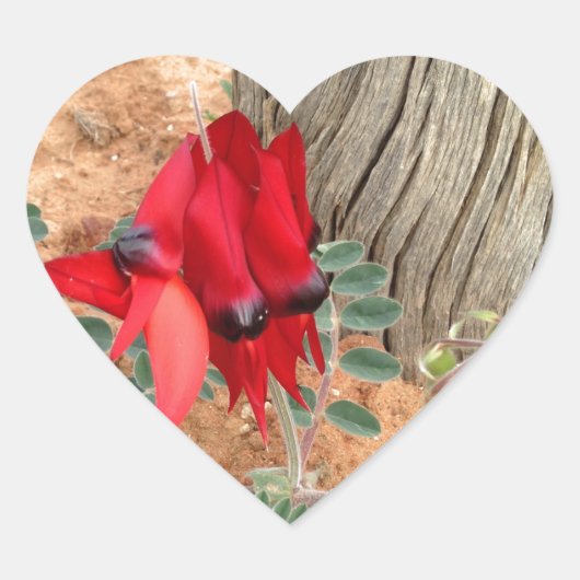 Sturt's Desert Pea-sticker Hart Sticker (Voorkant)