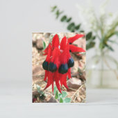 Sturt's woestijnpeerbloemen briefkaart (Staand voorkant)