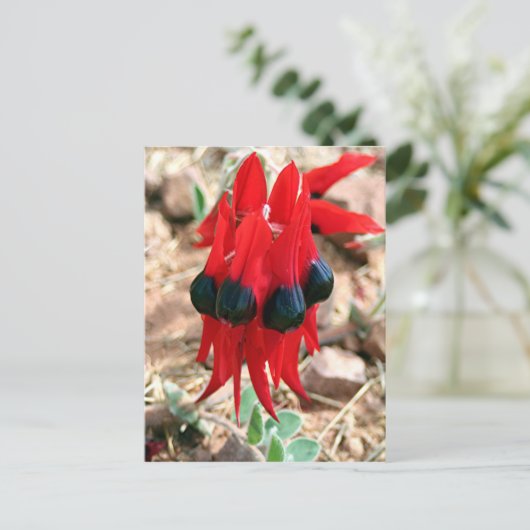 Sturt's woestijnpeerbloemen briefkaart (Staand voorkant)