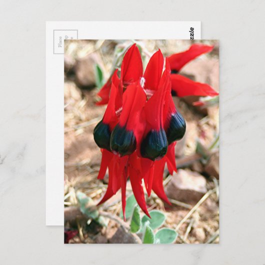 Sturt's woestijnpeerbloemen briefkaart (Voorkant / Achterkant)