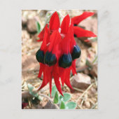 Sturt's woestijnpeerbloemen briefkaart (Voorkant)