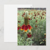Stuur een foto van Prairie Coneflower Briefkaart (Voorkant / Achterkant)