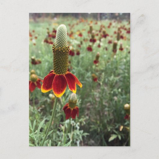 Stuur een foto van Prairie Coneflower Briefkaart (Voorkant)