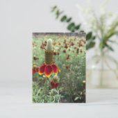 Stuur een foto van Prairie Coneflower Briefkaart (Staand voorkant)