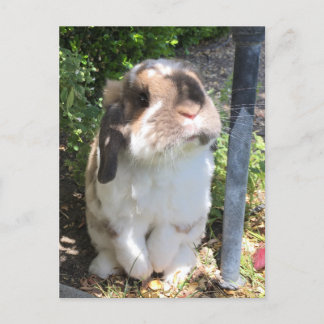 Stuur iemand wat vriendelijkheid met deze kleine m aankondigingskaart