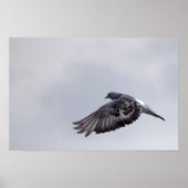 Stuurduif Poster (Voorkant)