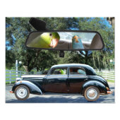 Stuurprogramma Miss Daisy Pacific Parrotlets Foto Foto Afdruk (Voorkant)