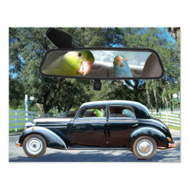 Stuurprogramma Miss Daisy Pacific Parrotlets Foto Foto Afdruk