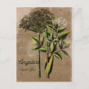 Style Angelica Plant Briefkaart
