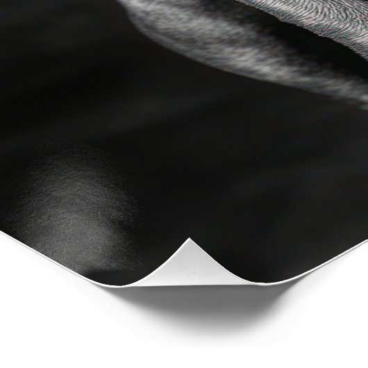 Stylish Pitbull with Hat and Sunglasses Perfect Poster (Hoek)