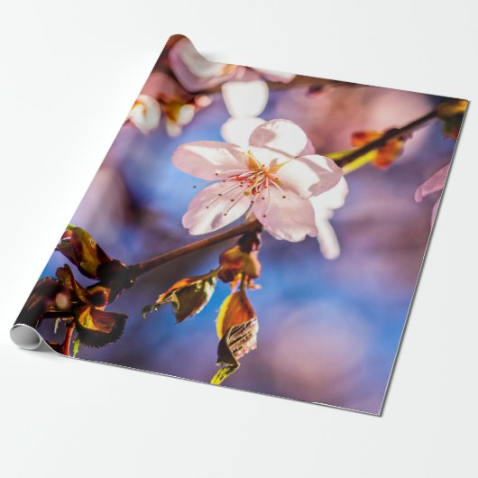 Stylish Sakura Blossom Cadeaupapier (Uitgerold)
