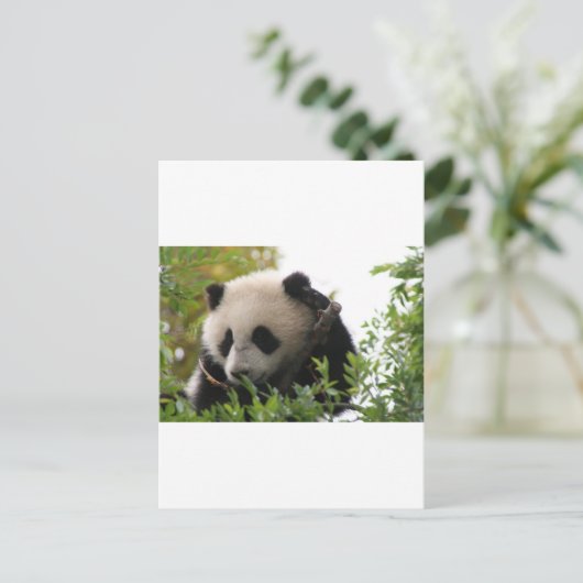 Su Lin, reusachtige panda beer kub in de dierentui Briefkaart (Staand voorkant)