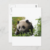 Su Lin, reusachtige panda beer kub in de dierentui Briefkaart (Voorkant / Achterkant)