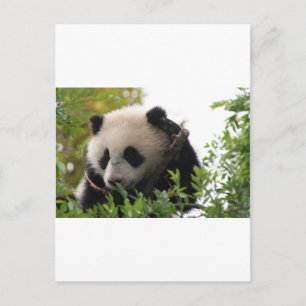 Su Lin, reusachtige panda beer kub in de dierentui Briefkaart
