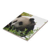 Su Lin, reusachtige panda beer kub in de dierentui Tegeltje (Zijkant)