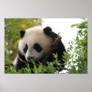 Su_Lin_reuze_panda_beer_cub_at_the_San_Diego_Zoo Poster