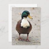 Suave Domestic Mallard Duclair Bibbed Odd Duck Briefkaart (Voorkant / Achterkant)