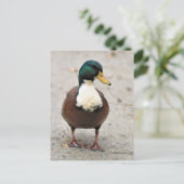 Suave Domestic Mallard Duclair Bibbed Odd Duck Briefkaart (Staand voorkant)