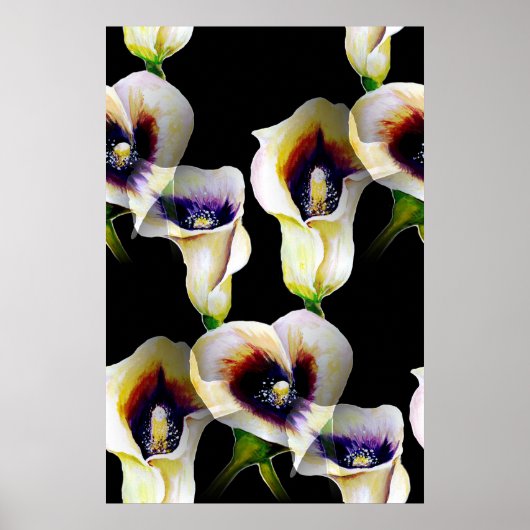Sublime Waterverf Arum Calla Lilies Poster (Voorkant)