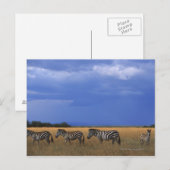 Subsidie Zebra 2 Briefkaart (Voorkant / Achterkant)