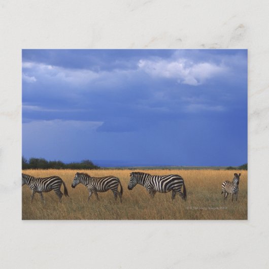 Subsidie Zebra 2 Briefkaart (Voorkant)