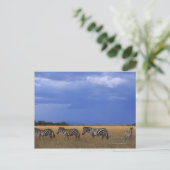 Subsidie Zebra 2 Briefkaart (Staand voorkant)
