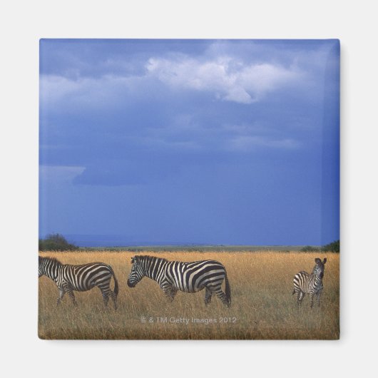 Subsidie Zebra 2 Magneet (Voorkant)